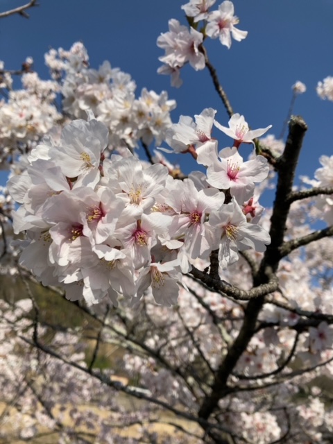 桜１