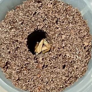 レタスの種
