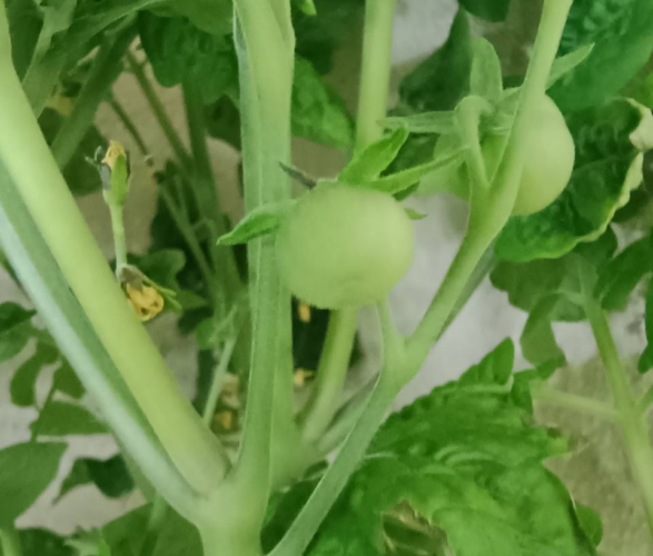 ミニトマトの初めての実