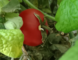 横向きに色づいたミニトマト